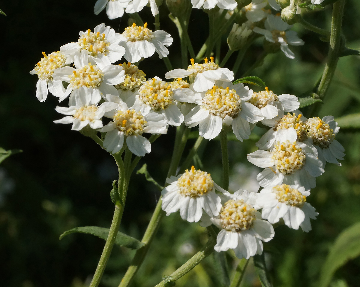 Image of Achillea cartilaginea specimen.