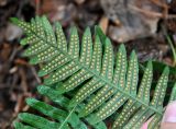 Polypodium kamelinii. Верхушка вайи с сорусами (вид снизу). Приморье, Лазовский р-н, остров Петрова, хвойный лес. 09.08.2015.