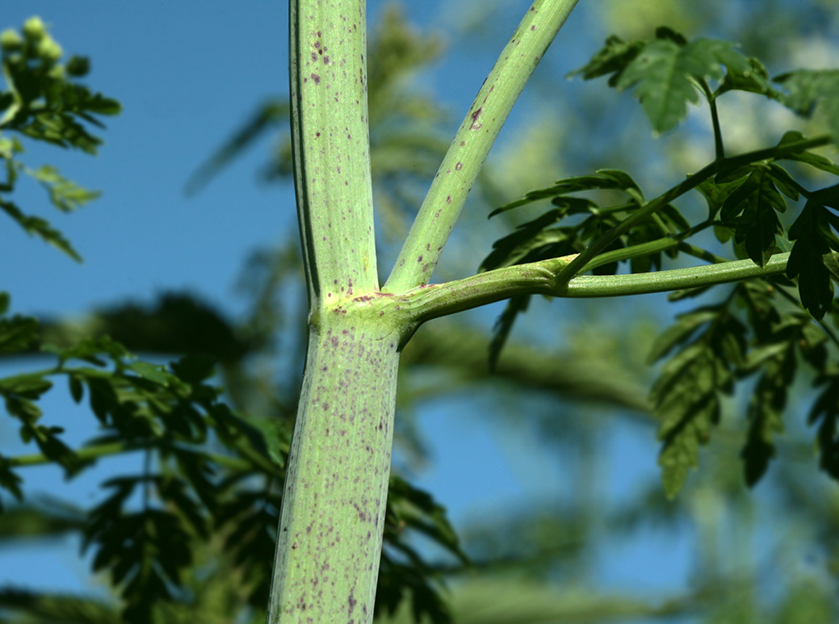 Изображение особи Conium maculatum.