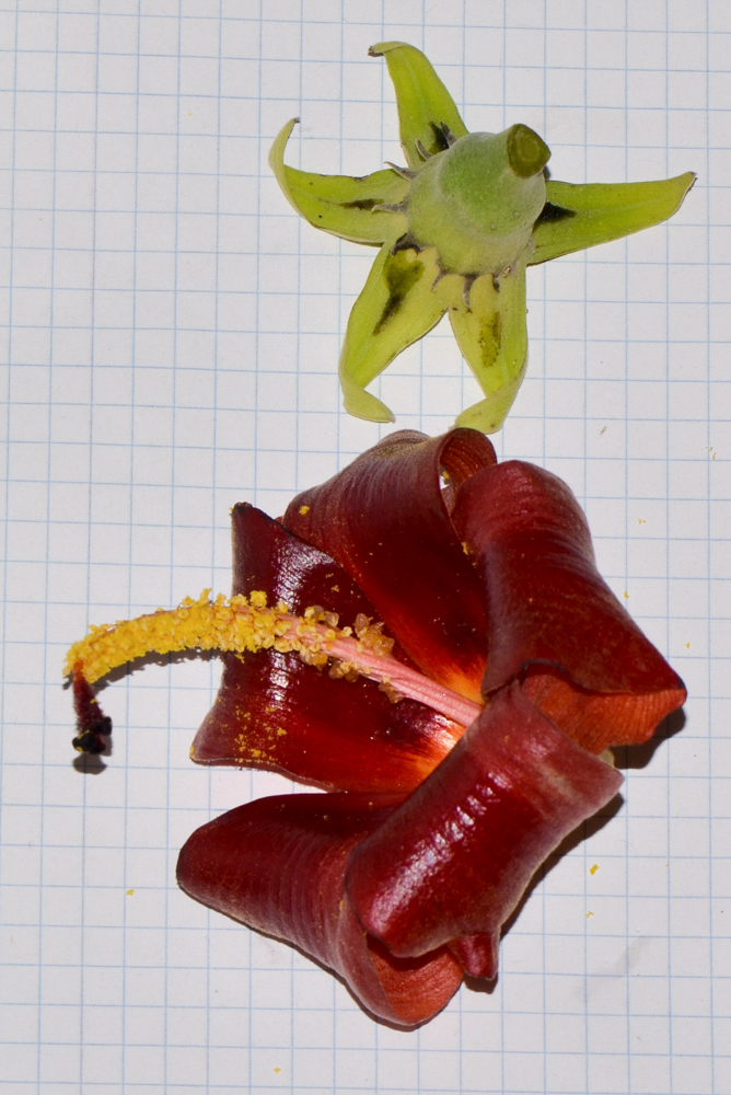 Image of Hibiscus elatus specimen.