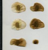 Dioscorea caucasica. Семена. Абхазия, Гудаутский р-н, г. Новый Афон, склон горы. 18 августа 2009 г.