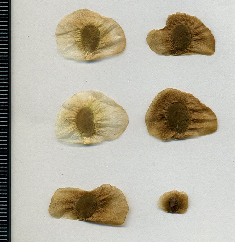 Image of Dioscorea caucasica specimen.