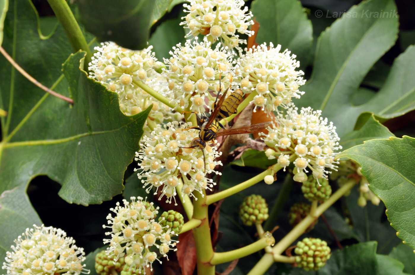 Image of Fatsia japonica specimen.