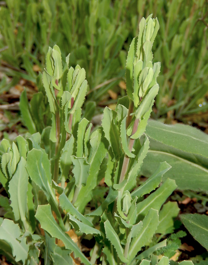 Image of Myagrum perfoliatum specimen.