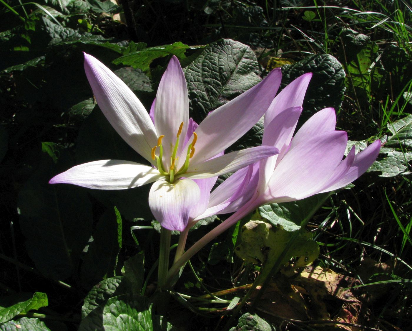 Изображение особи Colchicum speciosum.