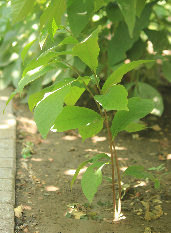 Image of Asimina triloba specimen.