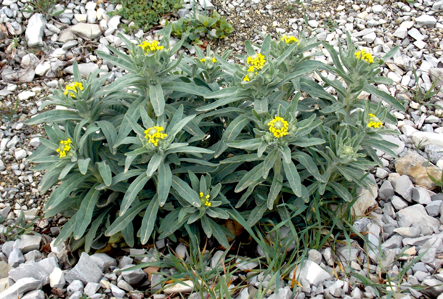 Image of Fibigia eriocarpa specimen.