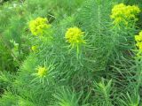 Euphorbia cyparissias