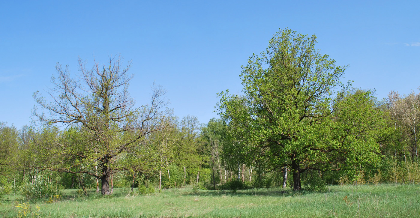 Image of Quercus robur specimen.