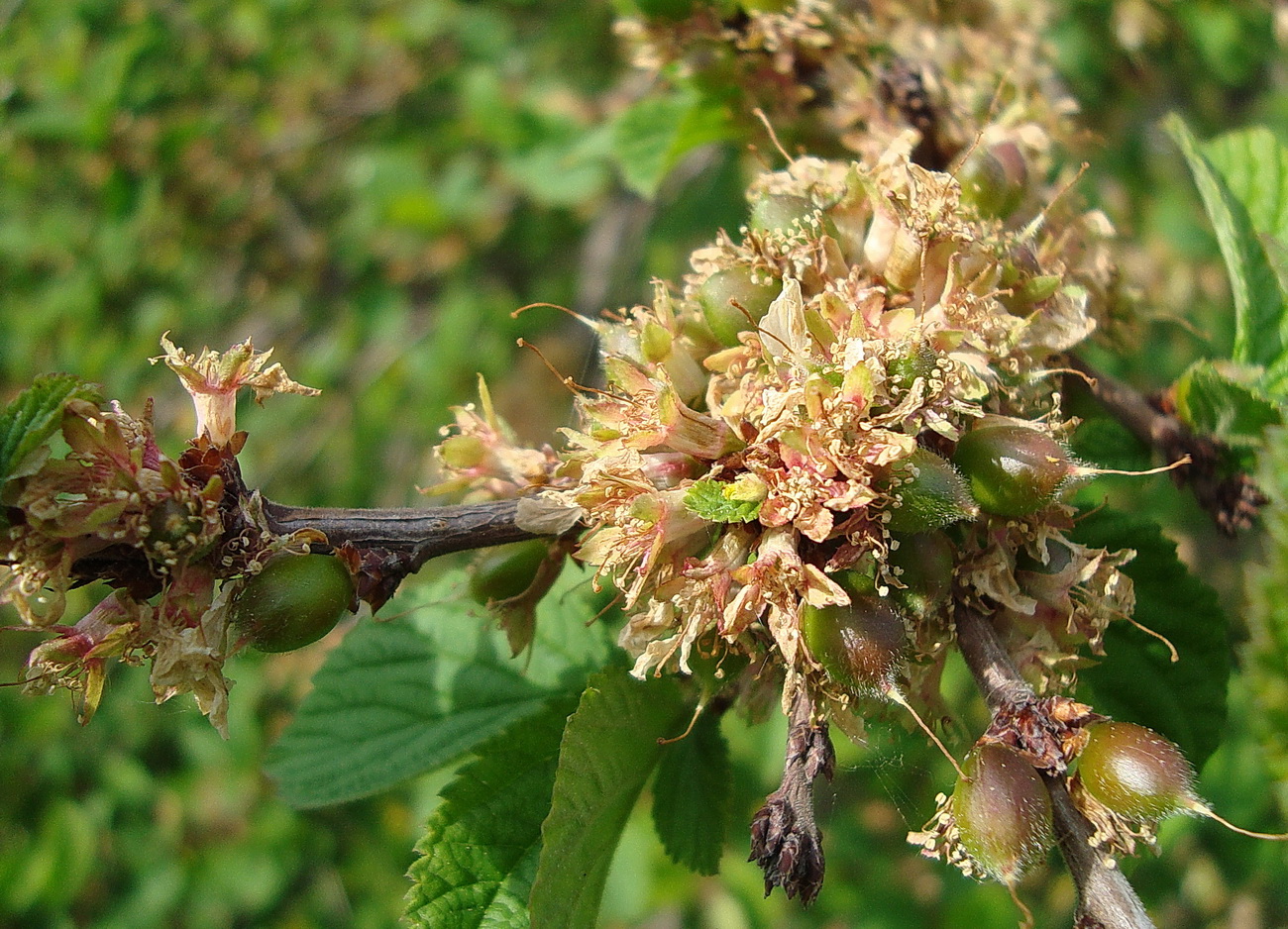 Изображение особи Cerasus tomentosa.