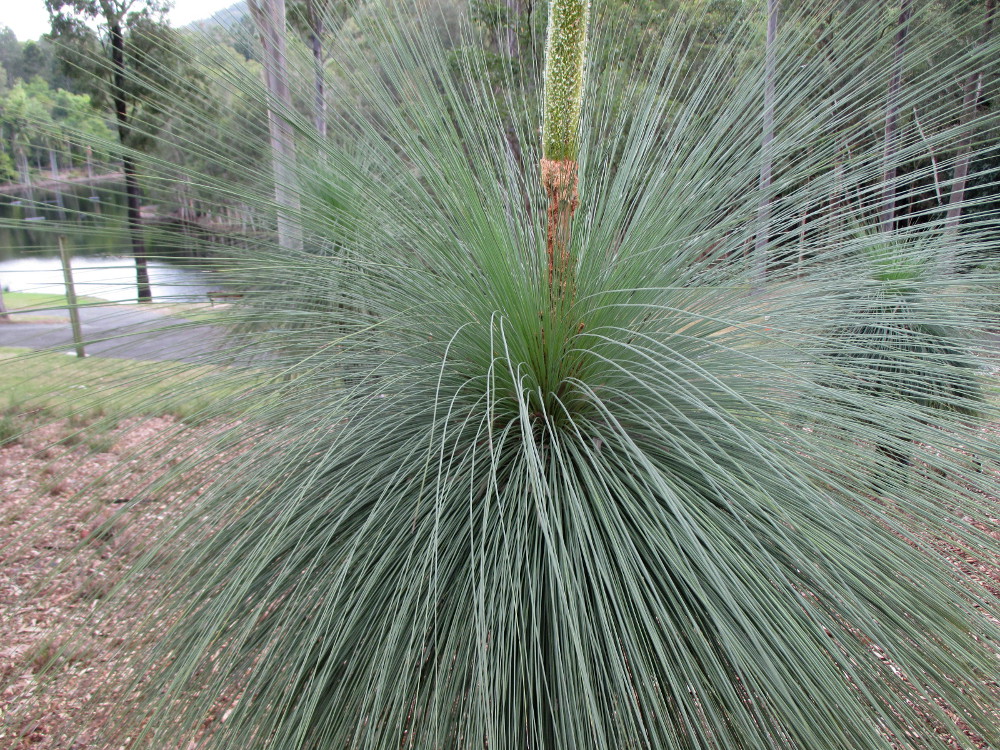 Image of Xanthorrhoea australis specimen.