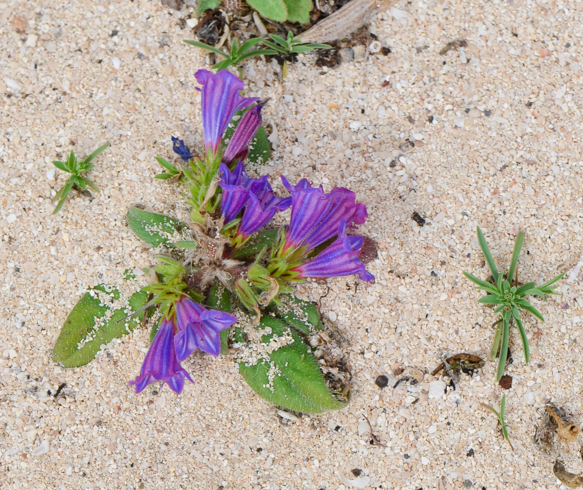 Image of Echium bonnetii specimen.