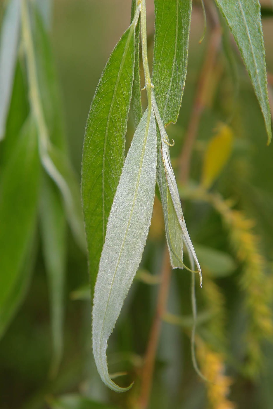 Изображение особи Salix alba.