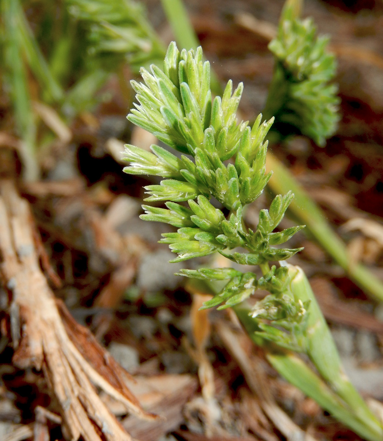 Image of Sclerochloa dura specimen.