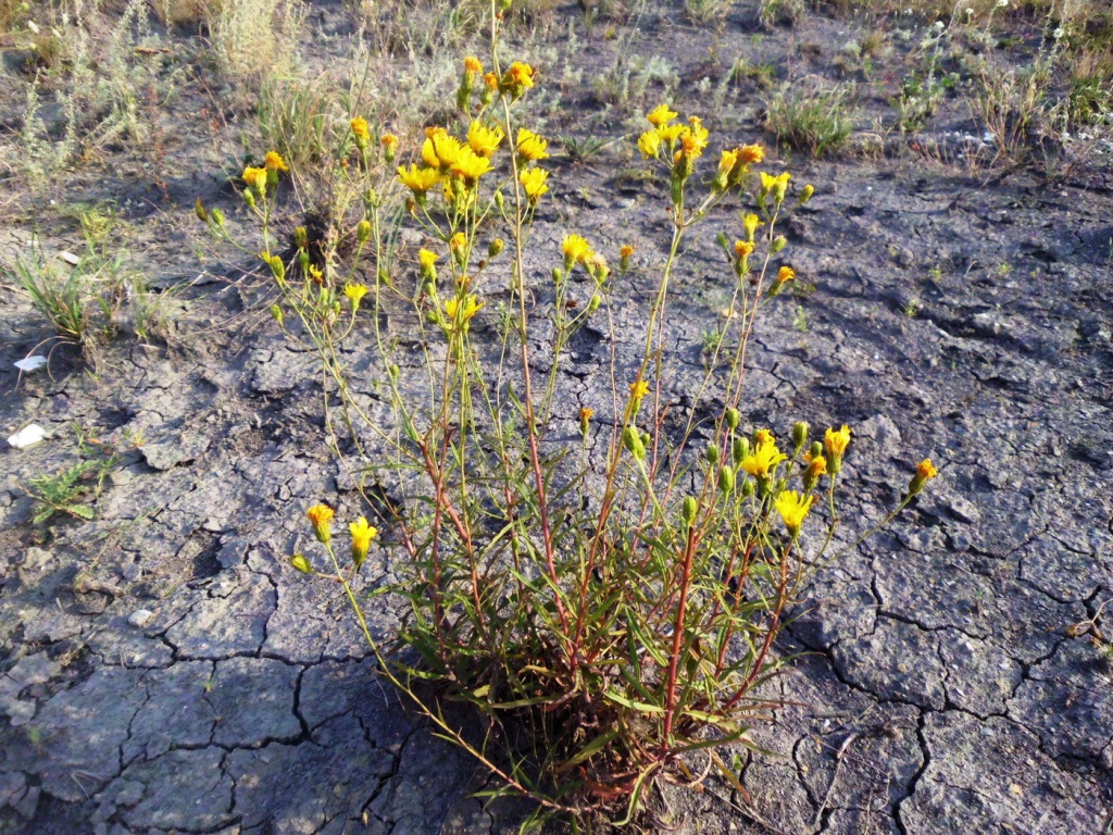 Изображение особи Hieracium umbellatum.