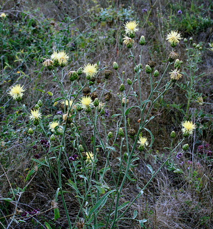 Image of Centaurea salonitana specimen.