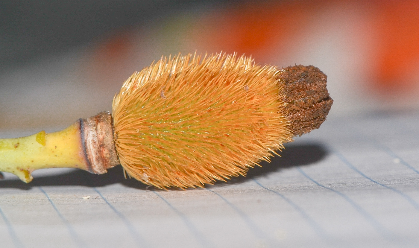 Изображение особи Romneya coulteri.