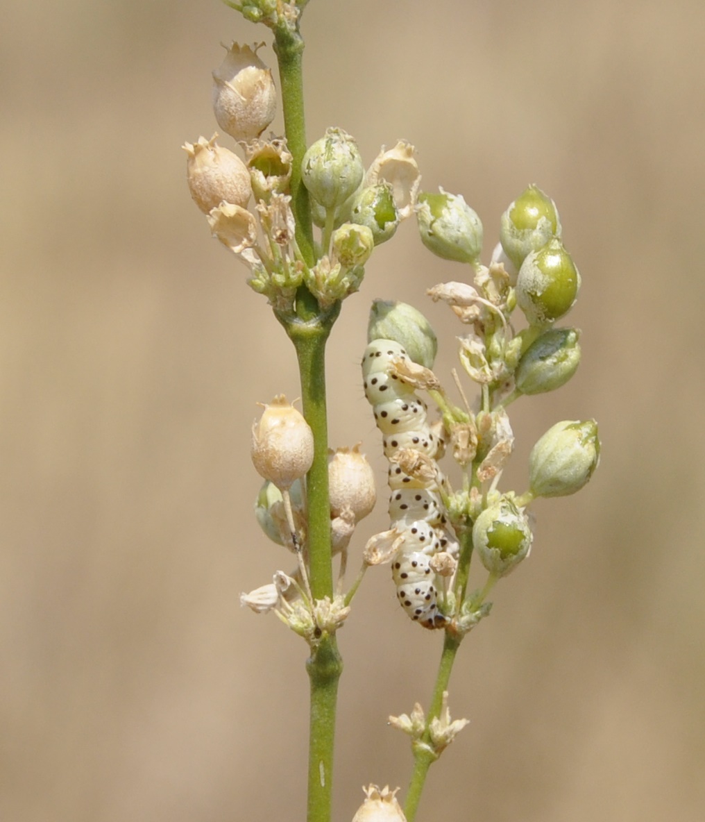 Image of Silene exaltata specimen.