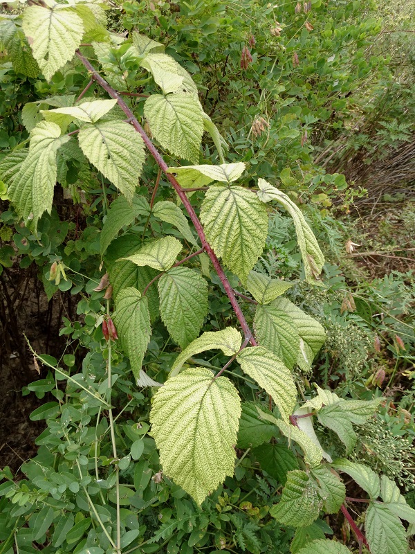 Изображение особи род Rubus.