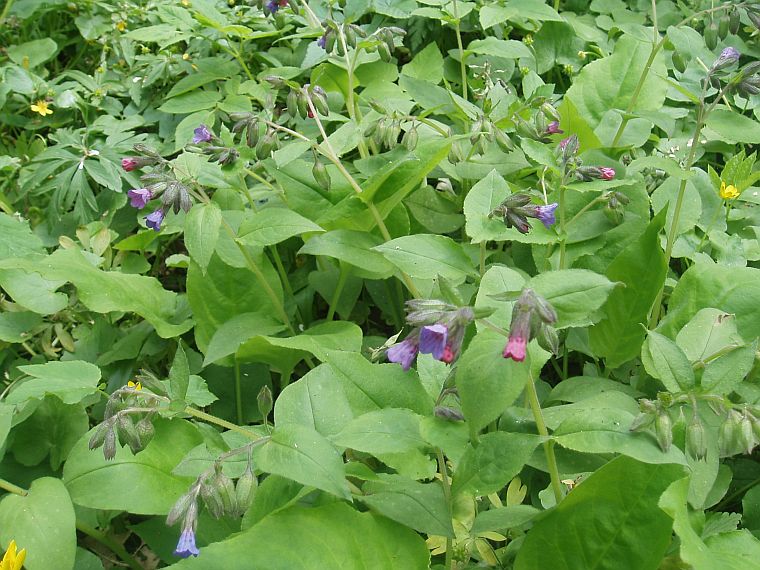 Image of Pulmonaria obscura specimen.