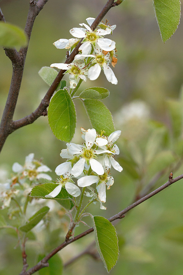 Изображение особи Amelanchier spicata.