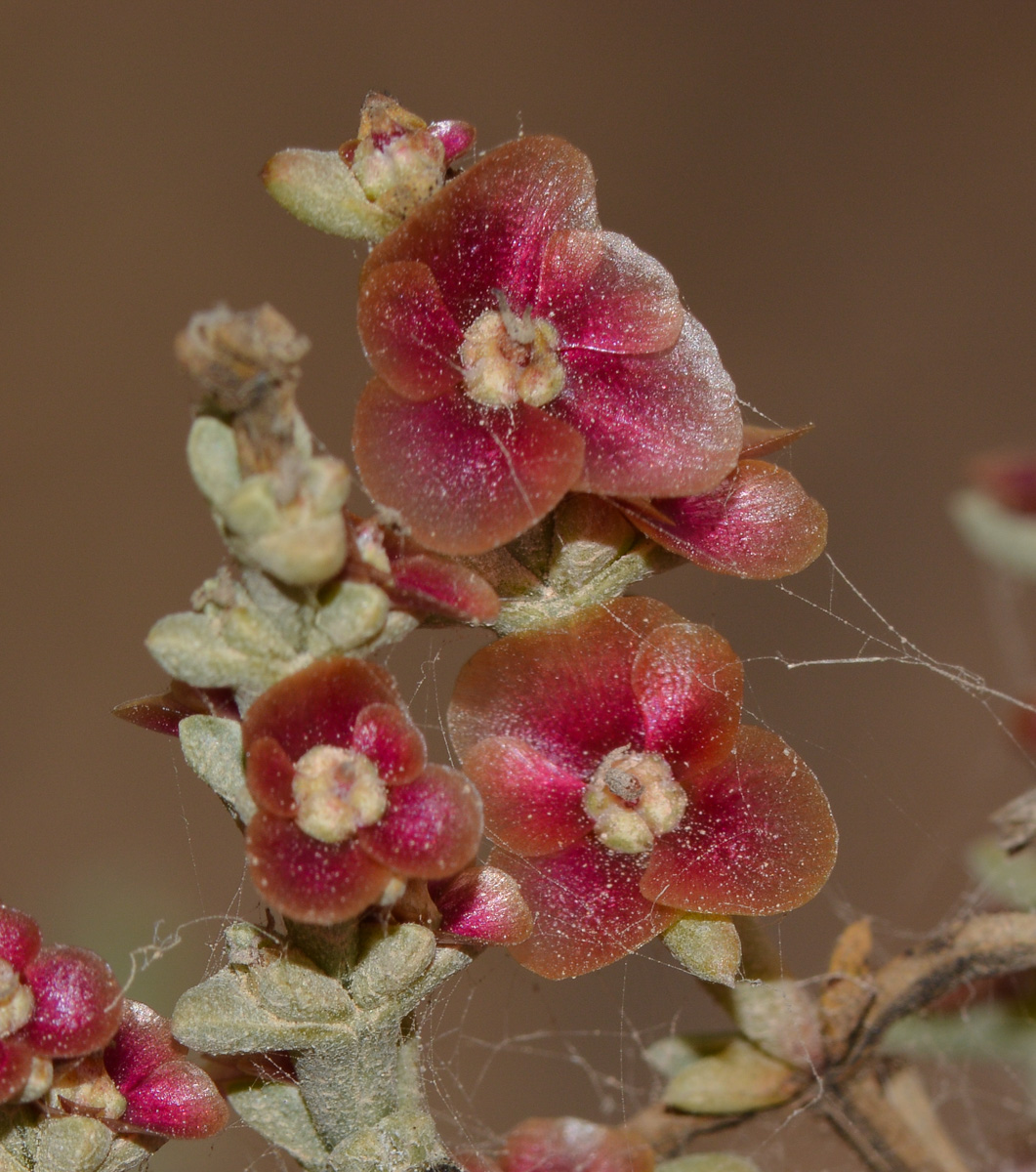 Изображение особи Salsola oppositifolia.