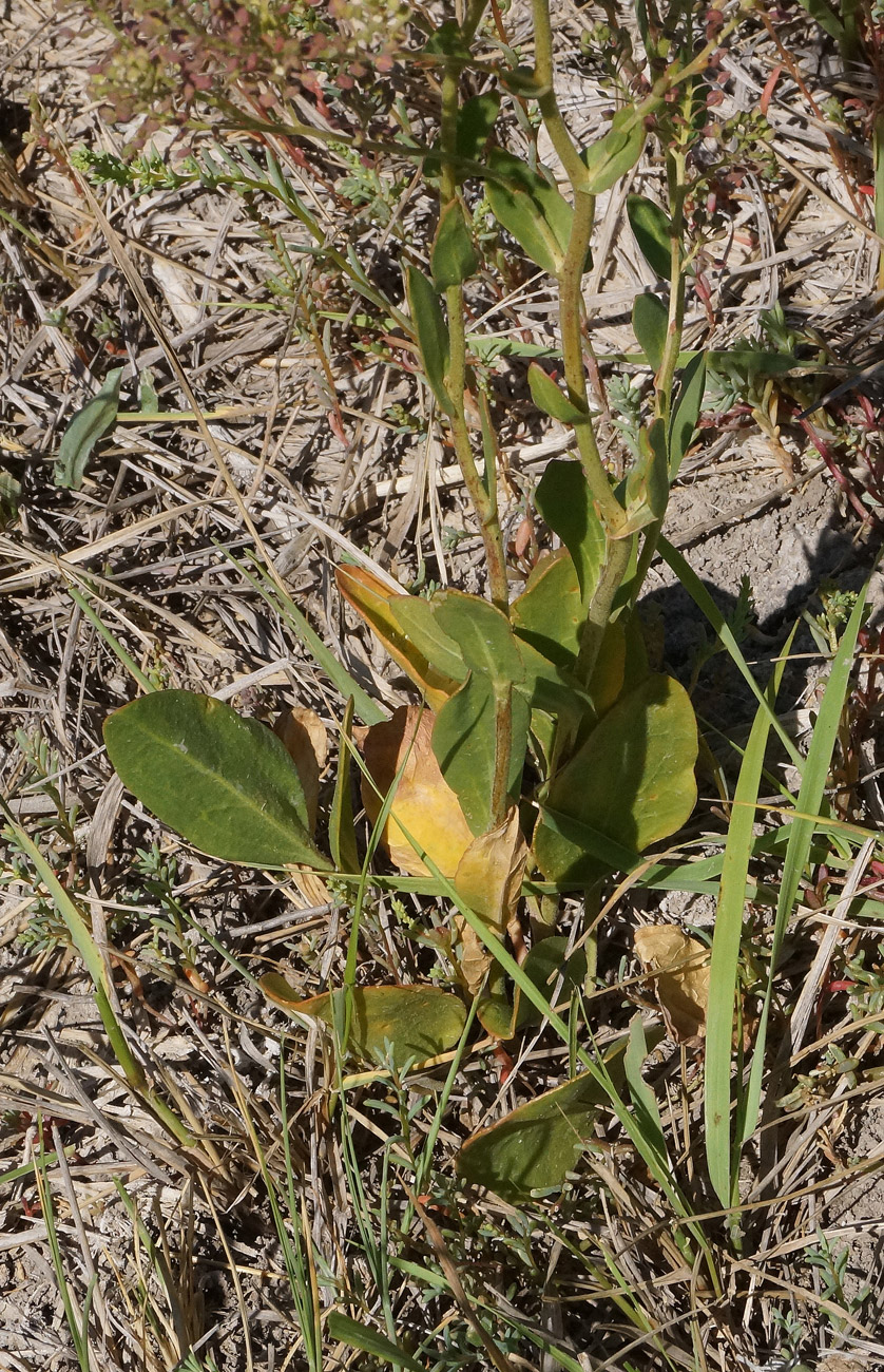 Image of Lepidium cartilagineum specimen.