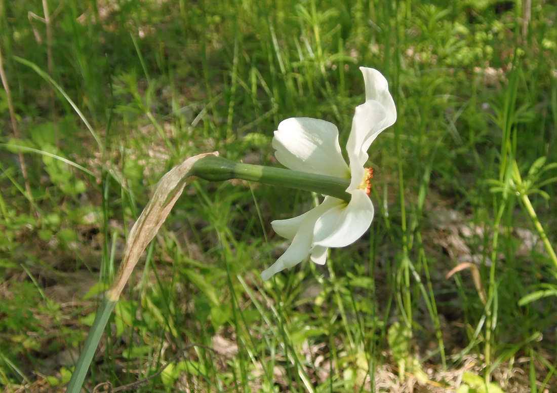 Изображение особи Narcissus poeticus.