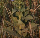 Verbascum phlomoides. Нижняя часть побега. Видны ненизбегающие листья. Крым, Красноперекопский р-н, ранее интенсивно выпасавшаяся степь вблизи Сиваша. 19.07.2009.