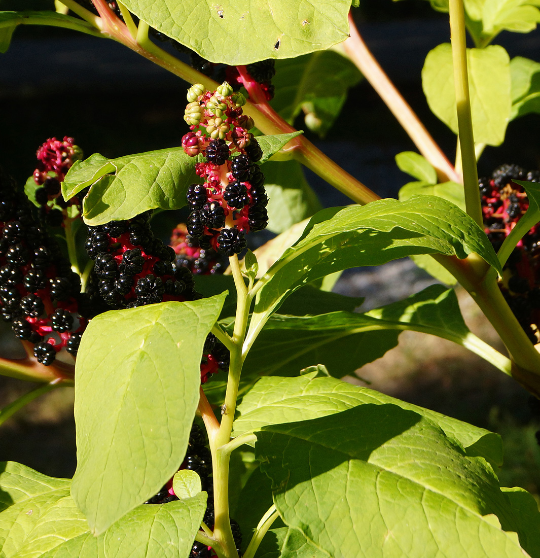 Изображение особи Phytolacca acinosa.