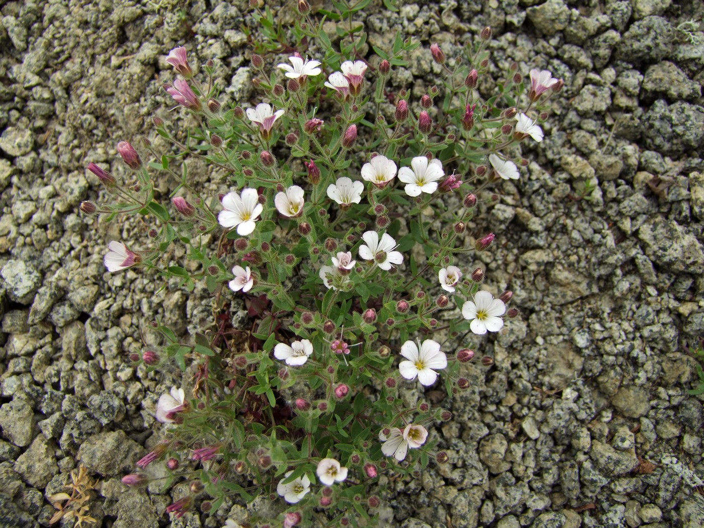 Image of Gypsophila violacea specimen.