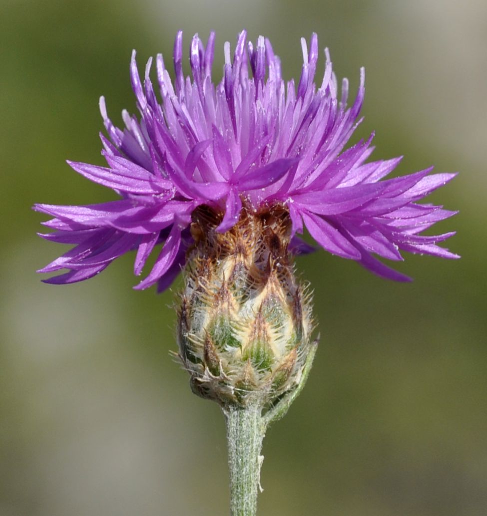 Image of genus Centaurea specimen.