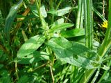 Inula britannica