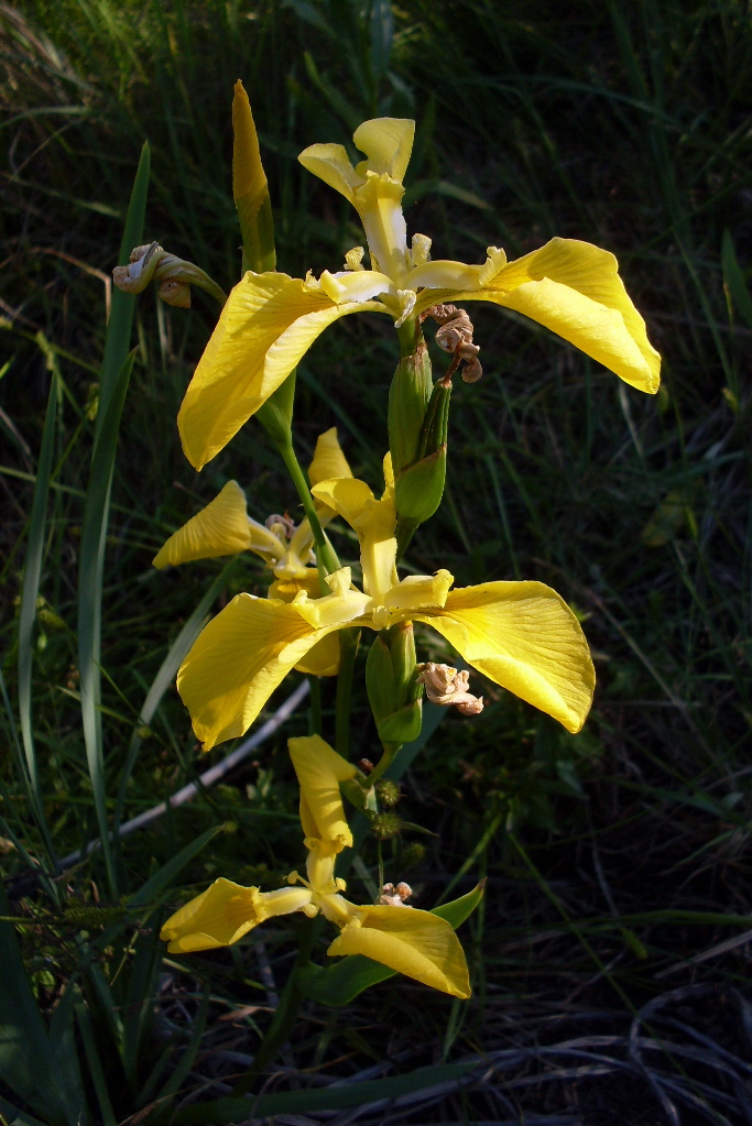 Изображение особи Iris pseudacorus.