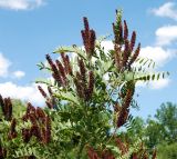 Amorpha fruticosa