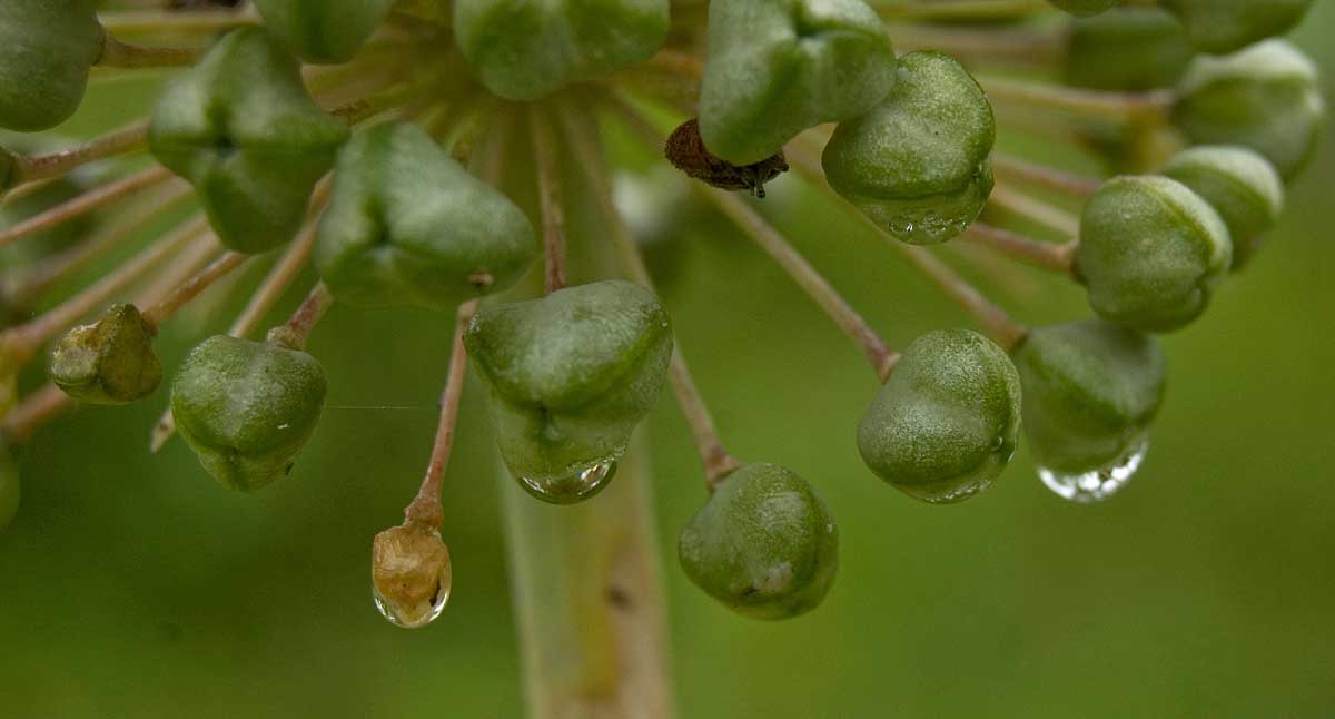 Image of Allium aflatunense specimen.