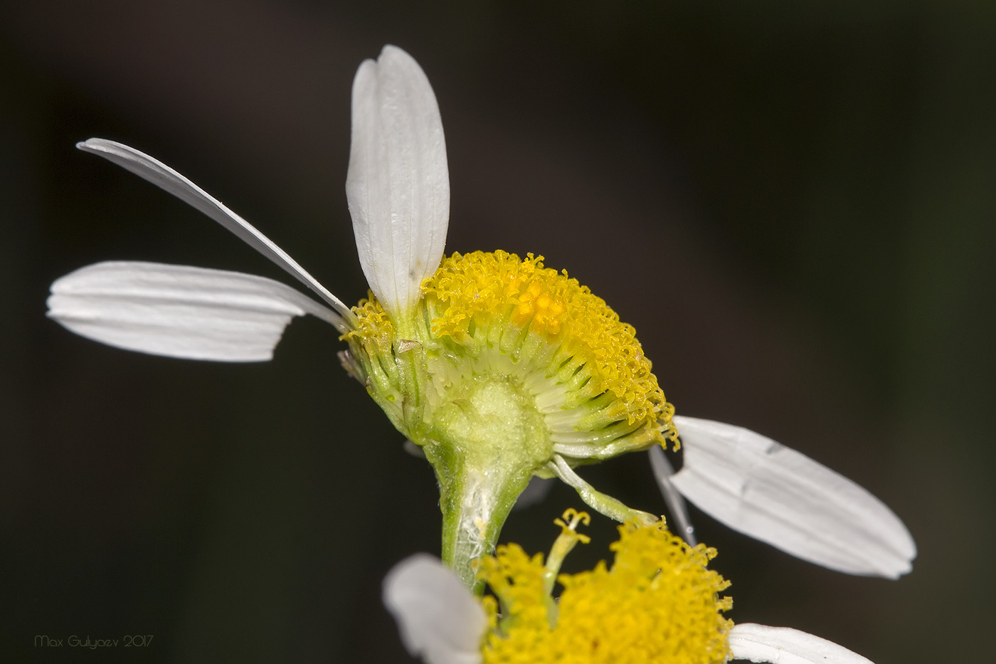 Image of Tripleurospermum inodorum specimen.