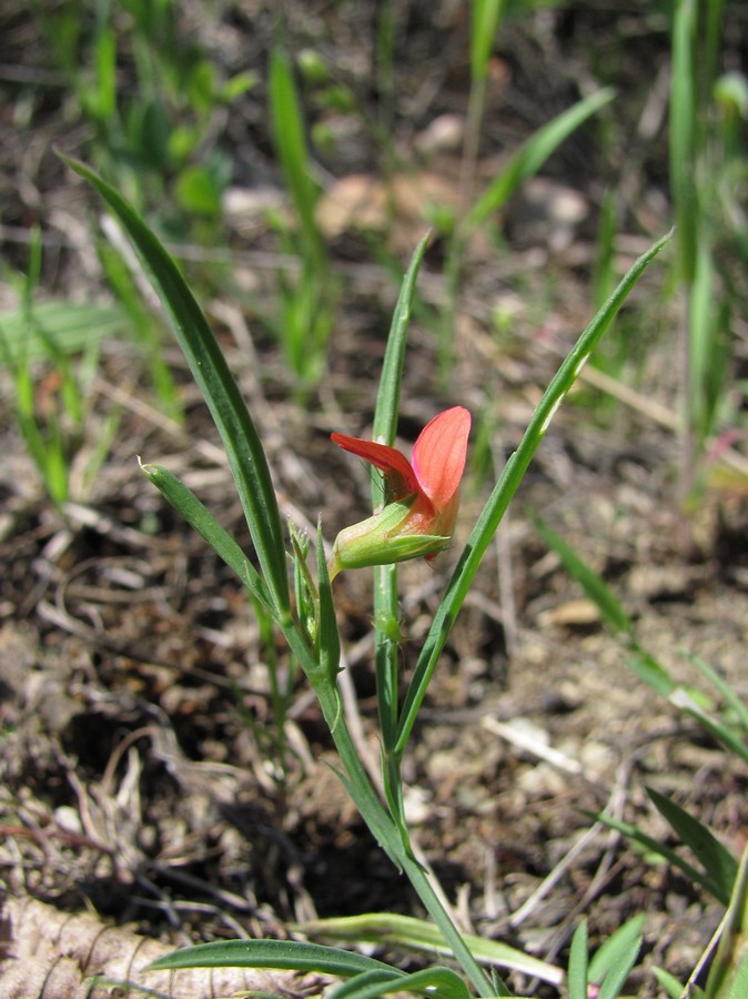 Изображение особи Lathyrus sphaericus.