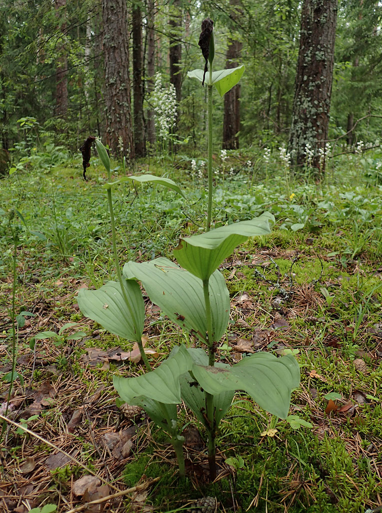 Изображение особи Cypripedium calceolus.