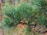 Pinus sylvestris