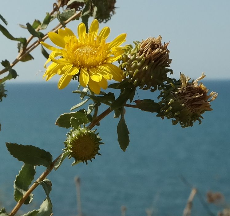 Image of Grindelia squarrosa specimen.