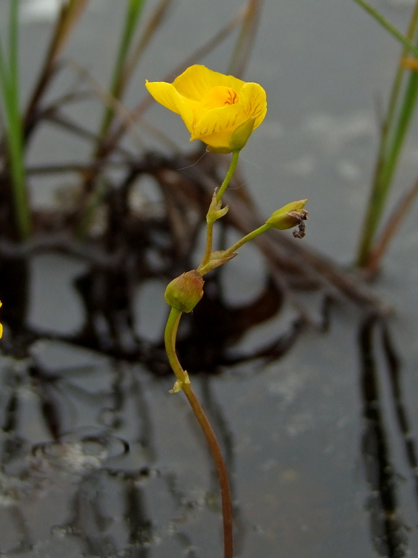 Изображение особи Utricularia intermedia.