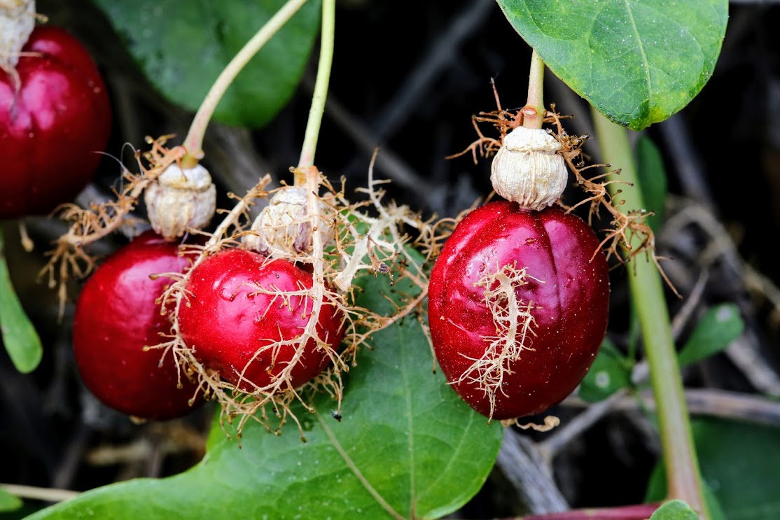 Image of Passiflora foetida specimen.