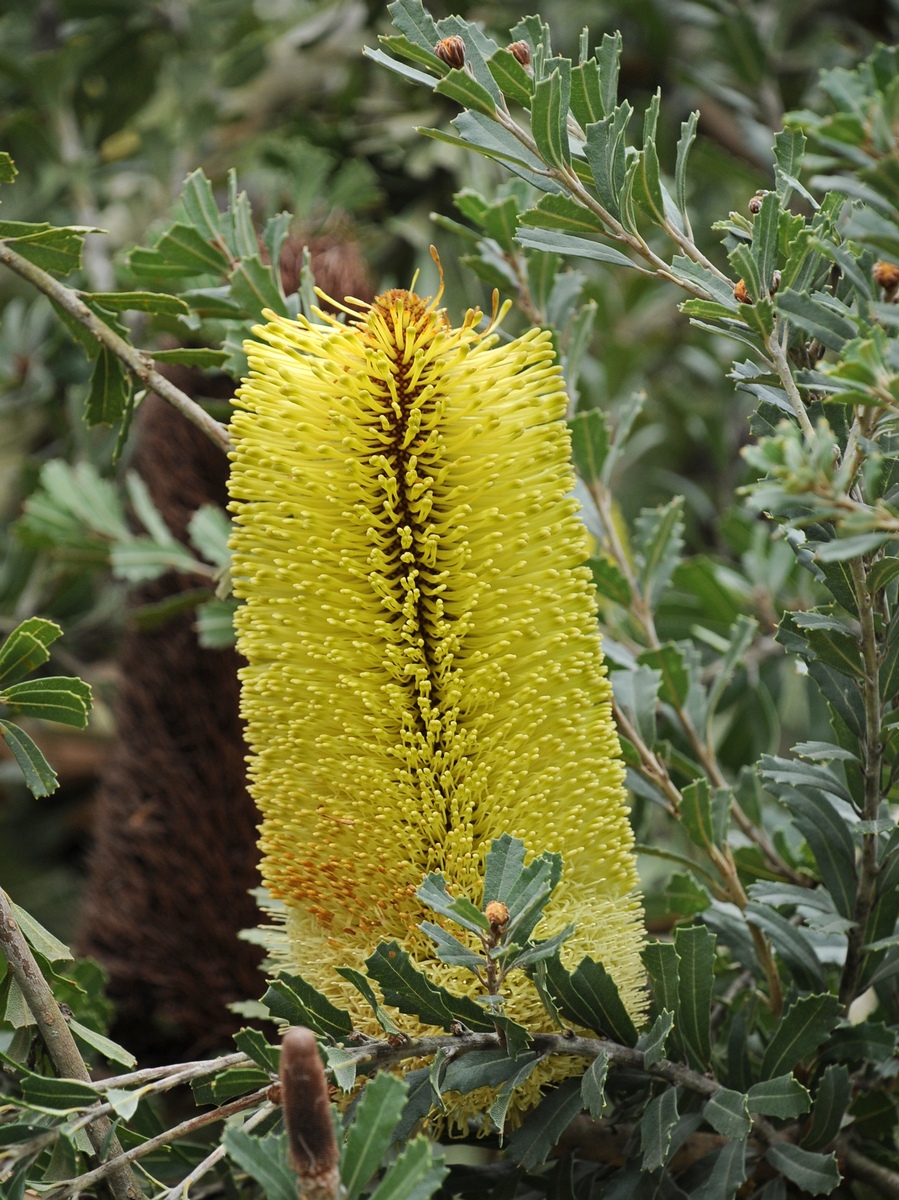 Image of Banksia praemorsa specimen.