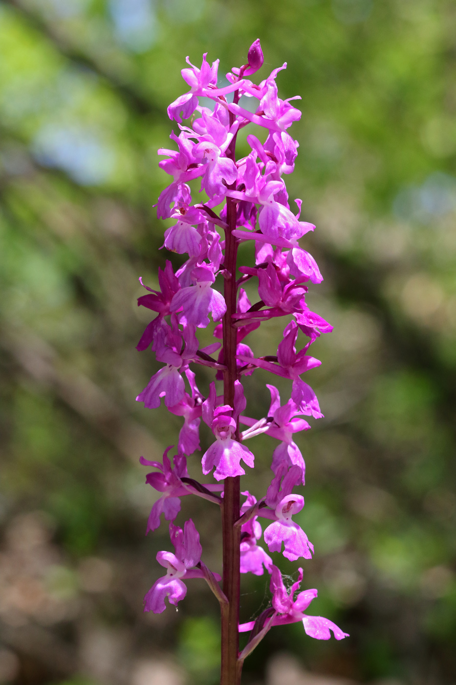 Изображение особи Orchis mascula.