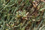Limonium proliferum. Пролиферирующие розетки листьев на побегах. Греция, о-в Крит, ном Ханья (Νομός Χανίων), дим Киссамос (Κίσσαμος), приморский пляж. 25 июня 2017 г.