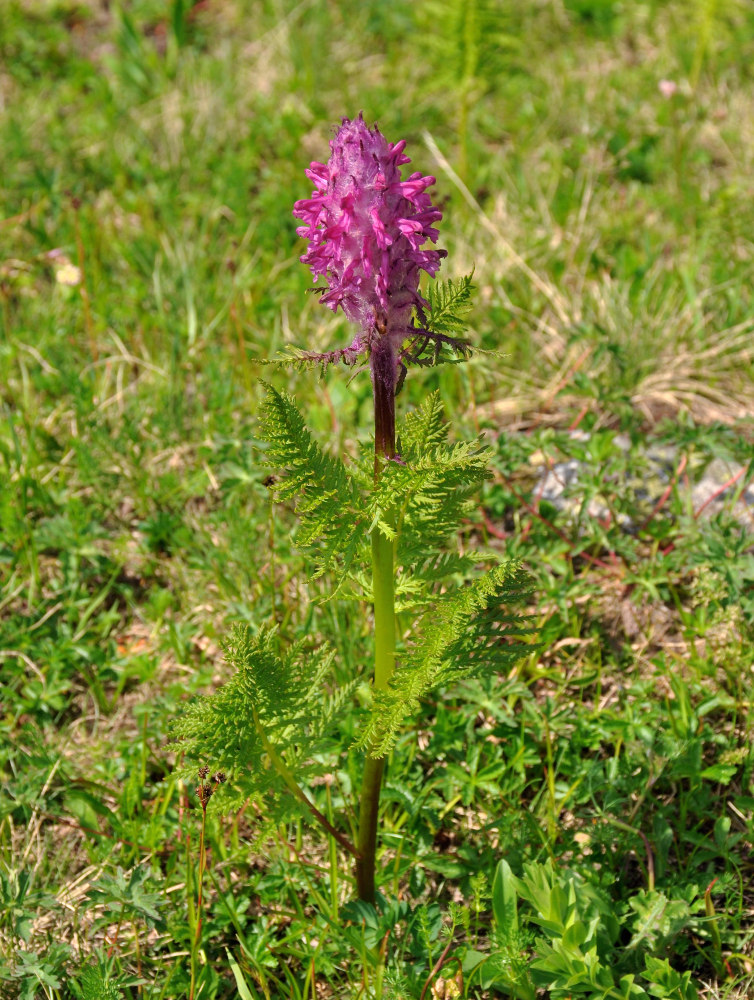 Image of Pedicularis panjutinii specimen.