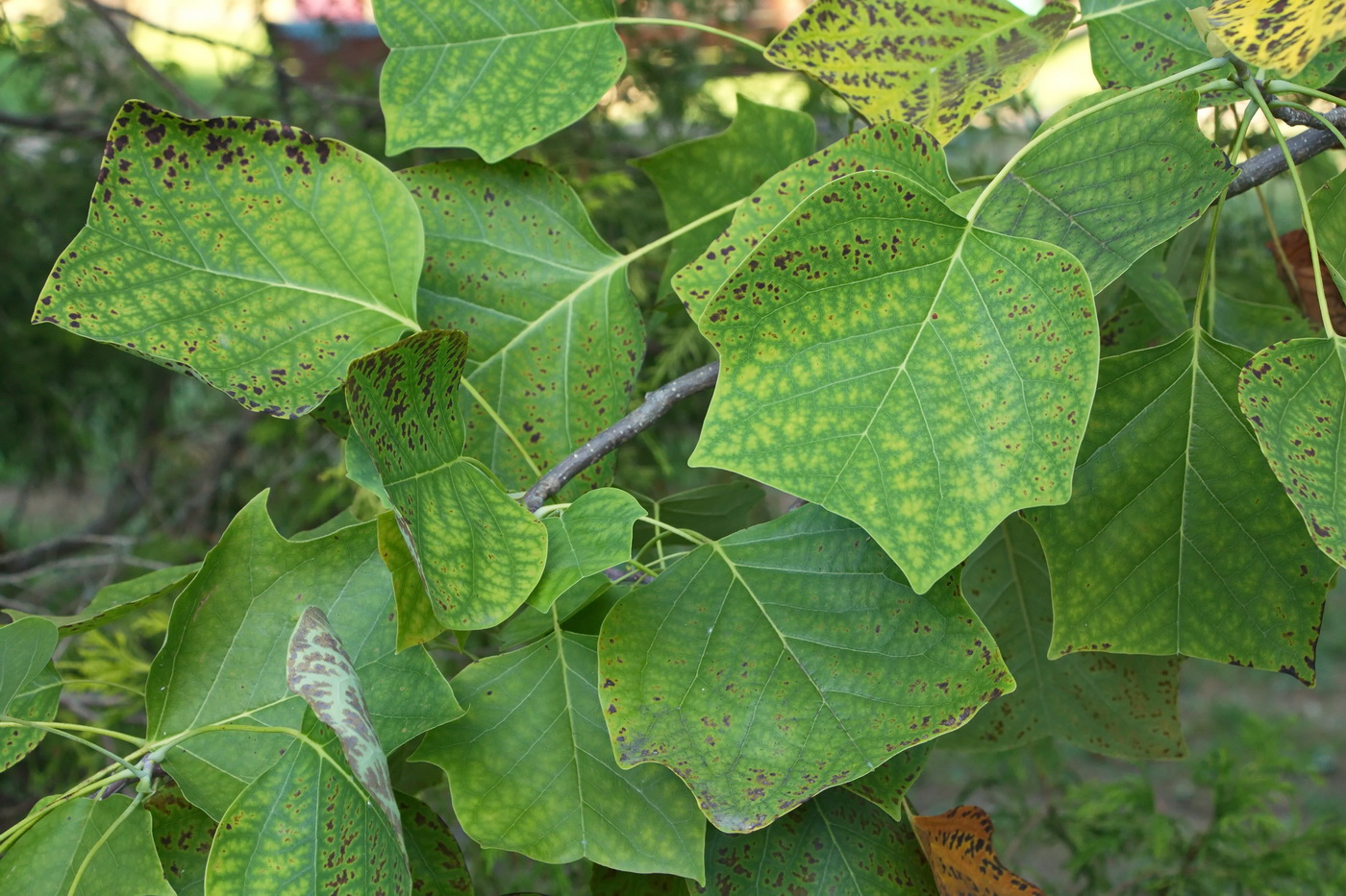 Image of Liriodendron tulipifera specimen.