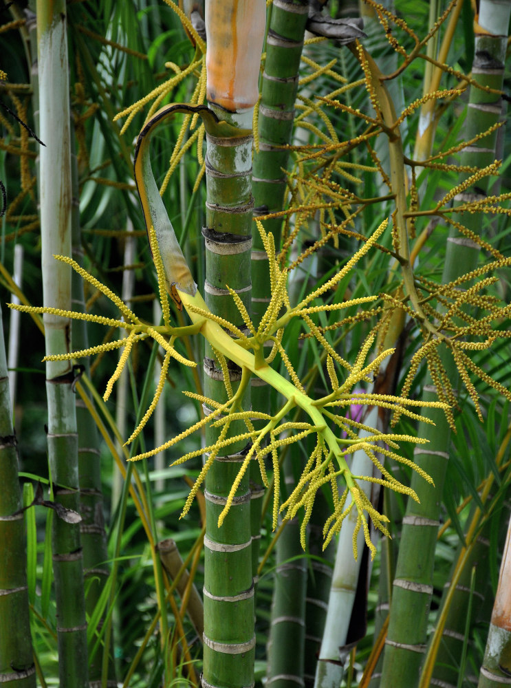 Изображение особи Dypsis lutescens.