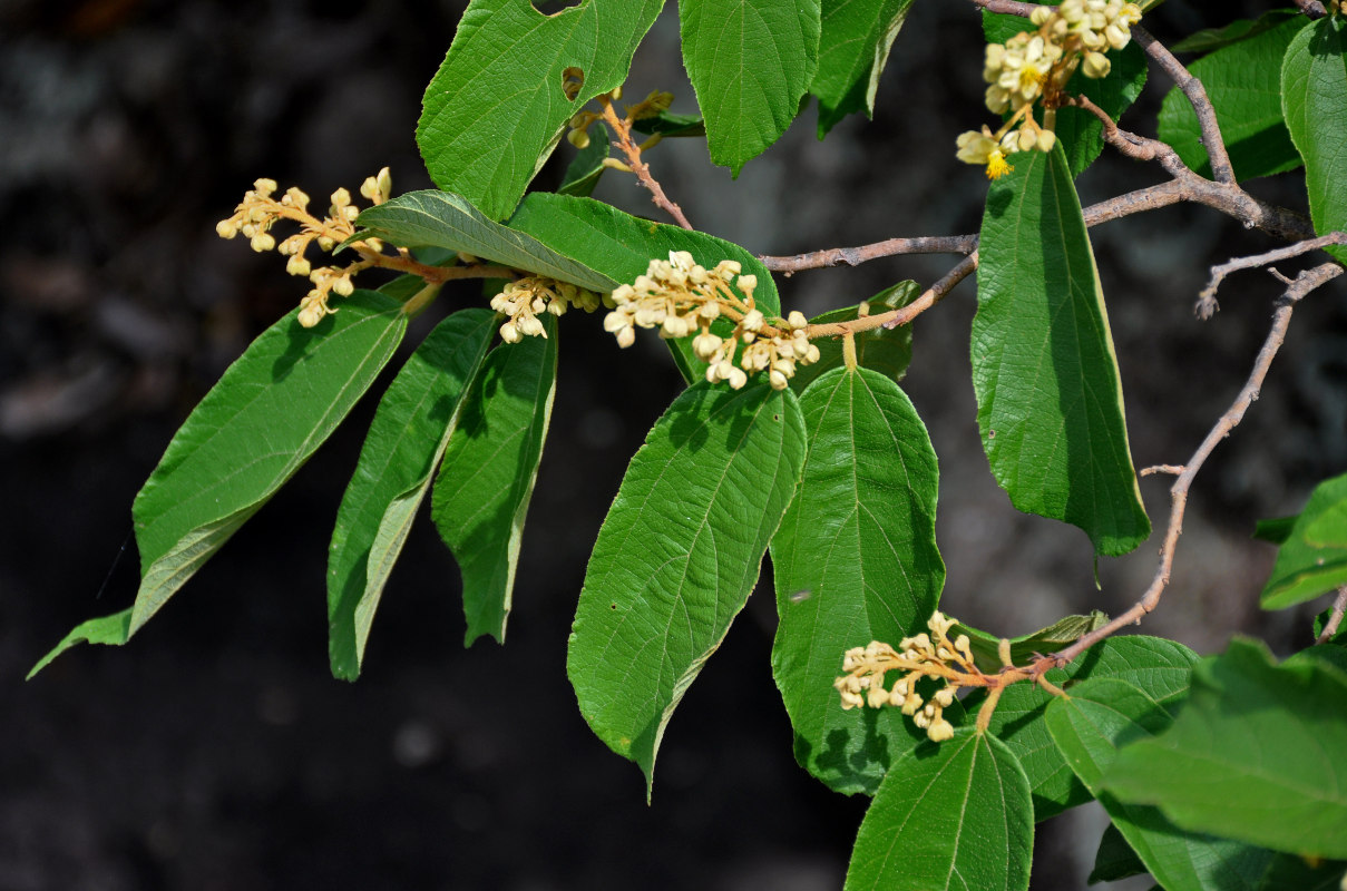 Image of Microcos paniculata specimen.